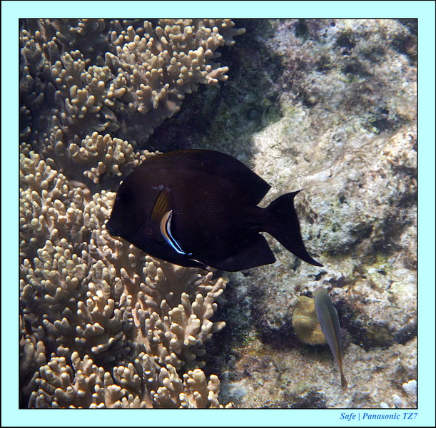 2012 - 07 - Apoh Island 79
